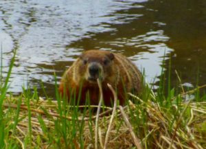 beaver-at-waters-edge