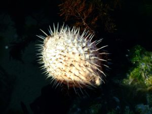 pufferfish-74950_1920