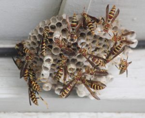 wasps